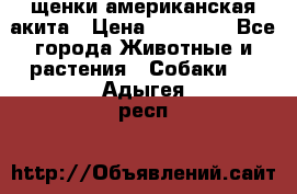 щенки американская акита › Цена ­ 30 000 - Все города Животные и растения » Собаки   . Адыгея респ.